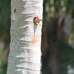 Red-Bellied Woodpecker